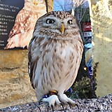 かーるにいさん feat.こきんちゃん