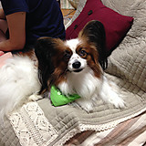 ハイビジョンブスほなみ