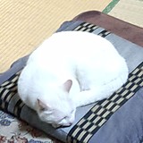 みねこ