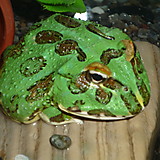 くらうんべるつの