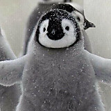 かぼちゃみかこ。