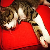 コアラのマーチ