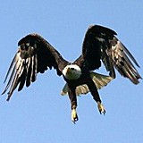 ワシはイーグルやで