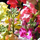 シャイニングチキン