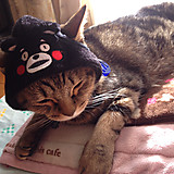 にゃんにゃんにゃ