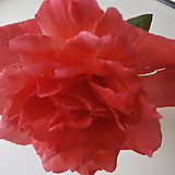 ワイルドシング