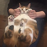 りこっぴちゃん