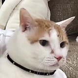 やさぐれ旅芸人