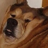 マツザキスター