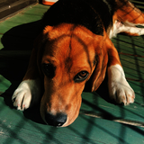 ベガッタちゃん