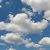 コザクラインコ