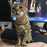 極東のナヌーク