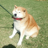 しばわん小太郎