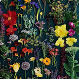 オリーブとトリュフ