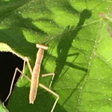 ベルツノガエル