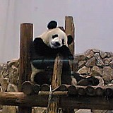 私はパンダになりたい