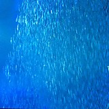 チャールズ・タナカビア