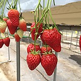 暁のフリーダム