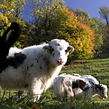 メーメー大ヤギ