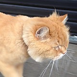 にゃんこもふもふ