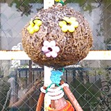 ぐーちんたら。