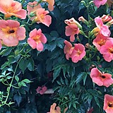 ホランドパーク