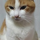 デュオマックスウェル