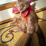 ベルモットママ