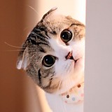 ヘンリークリンクル