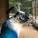 ちゃーるすとん