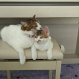 なーこʕ•̫͡•ʔ♬✧