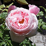 ヴィスコンティ