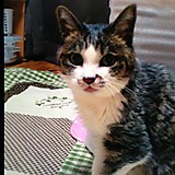 エリカにゃんこ