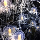 ドーゴリちゃん