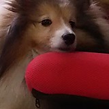 ドリームミユキ