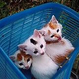 ねこ