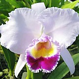 Cattleya