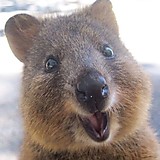 軒下のエレイン