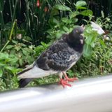 くまの大好物はしゃけ