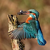 kingfisher
