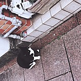 あおくねこ