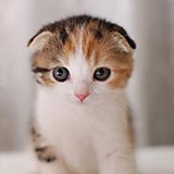 にゃんニャンコ