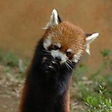 きちだ(๑･㉨･๑)