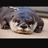 レインボーシックスシージ