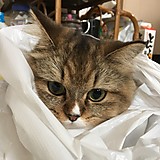 くろねこヤマト