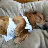 スタンフィールド