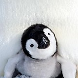 さきちゃんだけど文句ある？