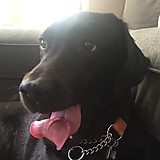 リョーニステルローイ