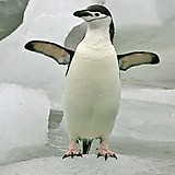 さよならペンペン