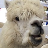 アップルりんご